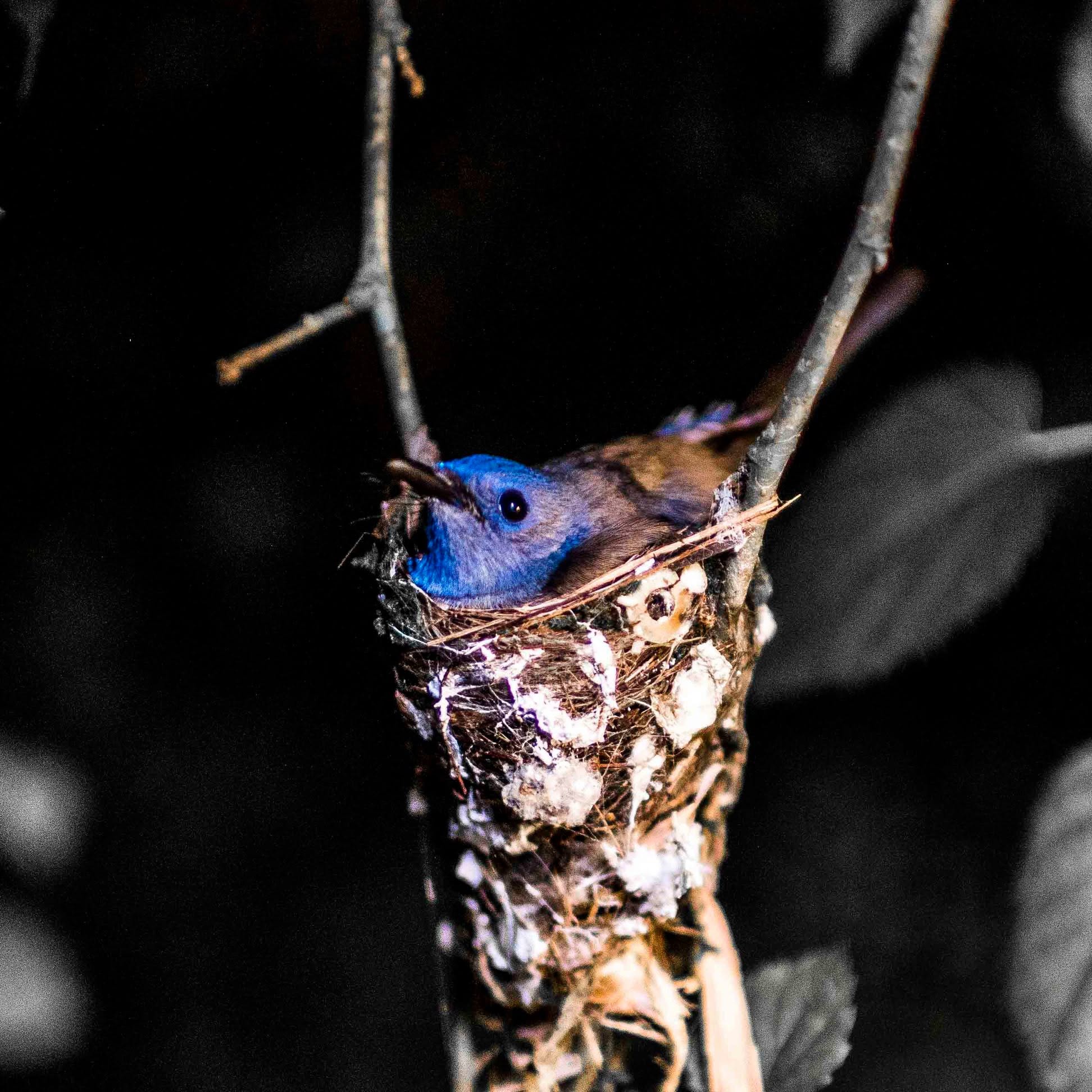 Sapphire in the Thicket or Guarded Cradle